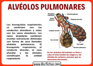 Partes de los alveolos pulmonares