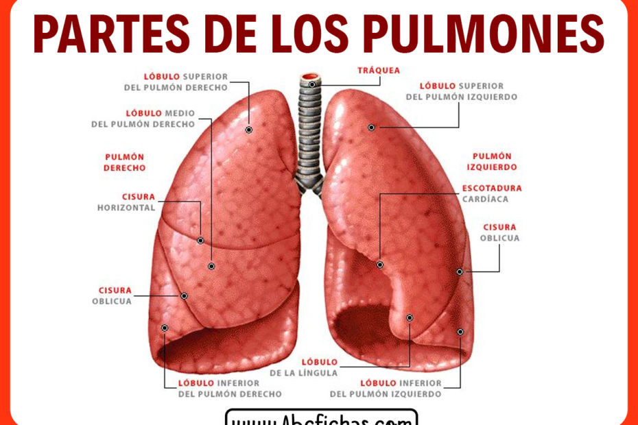 Partes de los pulmones