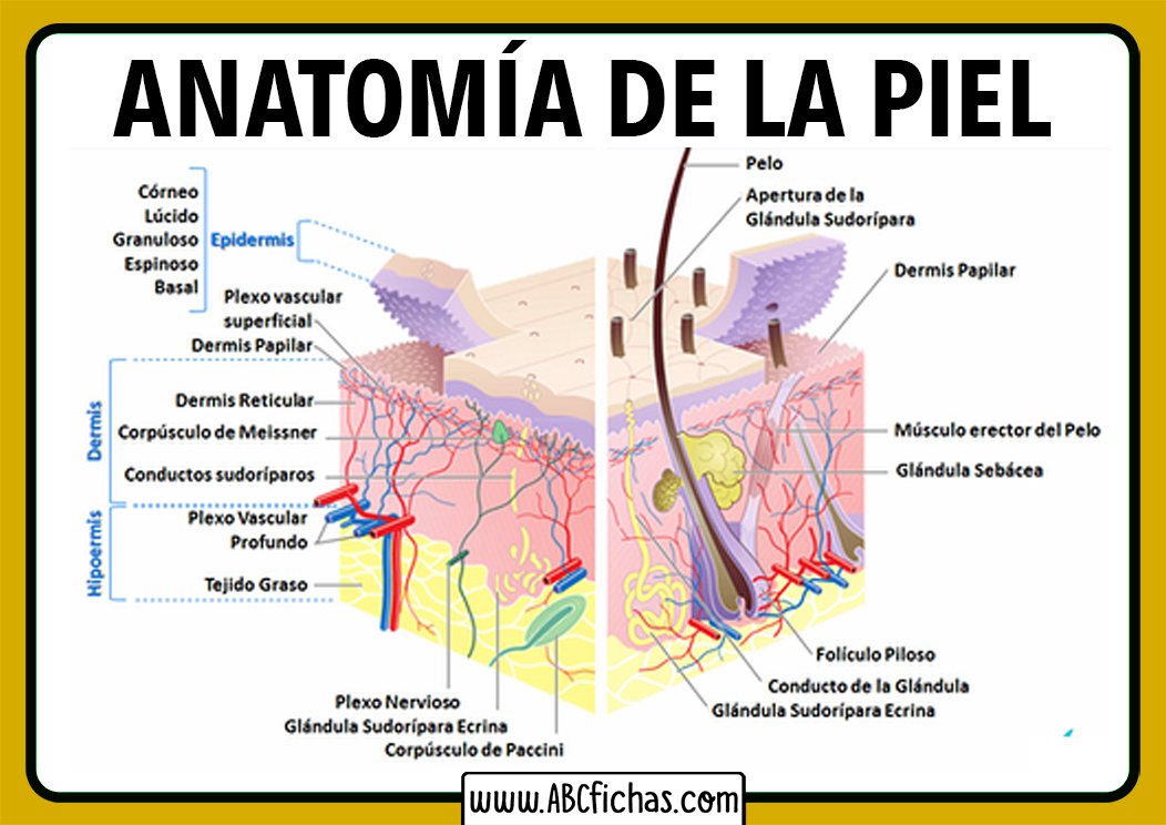 Anatomía de la Humana | Partes y Funciones de La