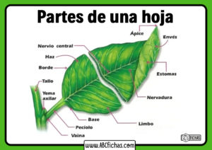 Partes de la hoja