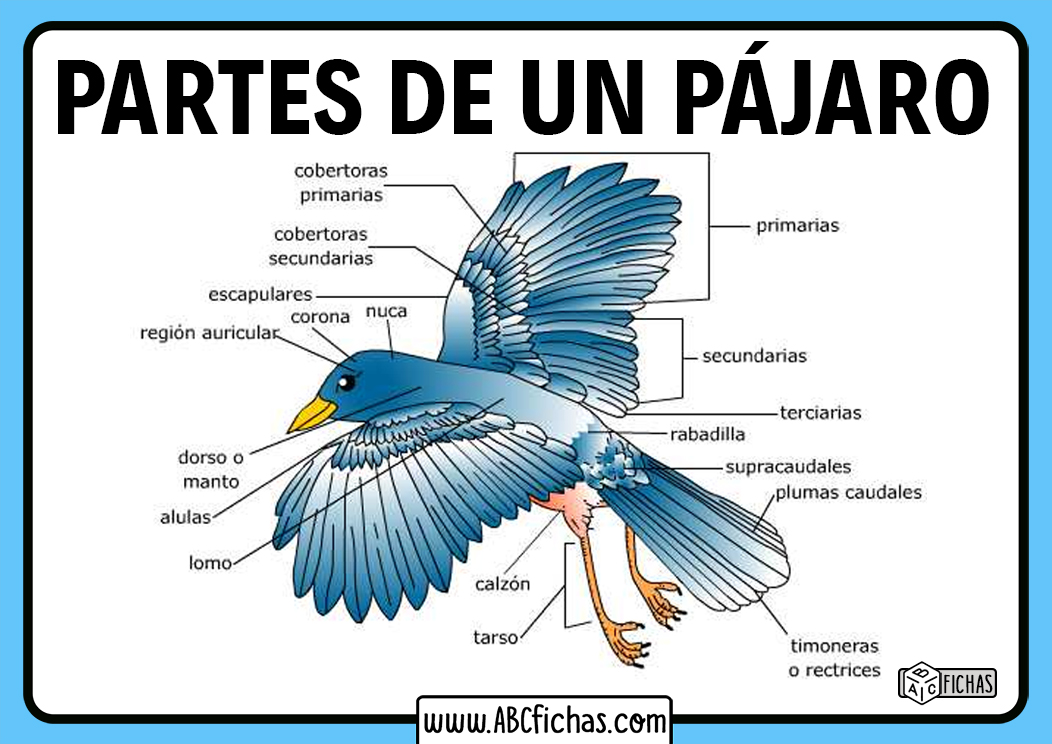 Partes de los pajaros