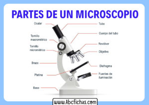 Partes de un microscopio