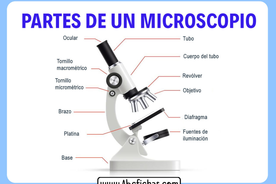 Partes de un microscopio