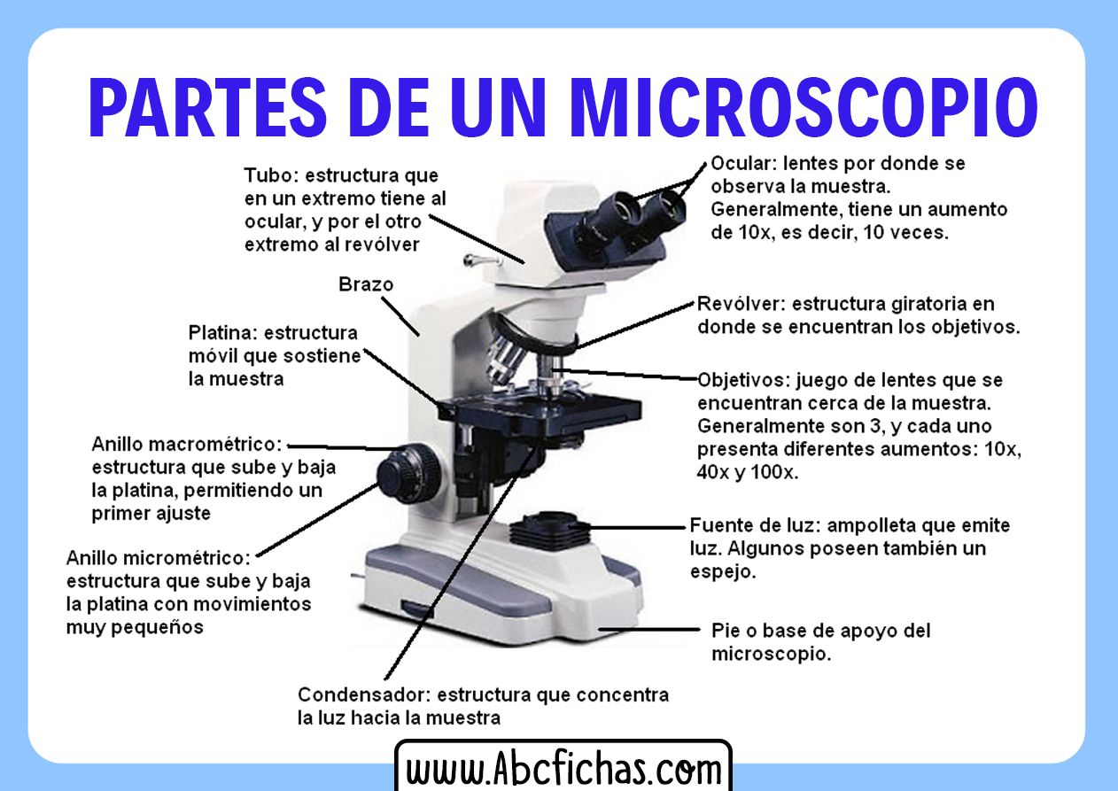 Soportar emoción Descarga Partes de un microscopio y funcionamiento - ABC Fichas