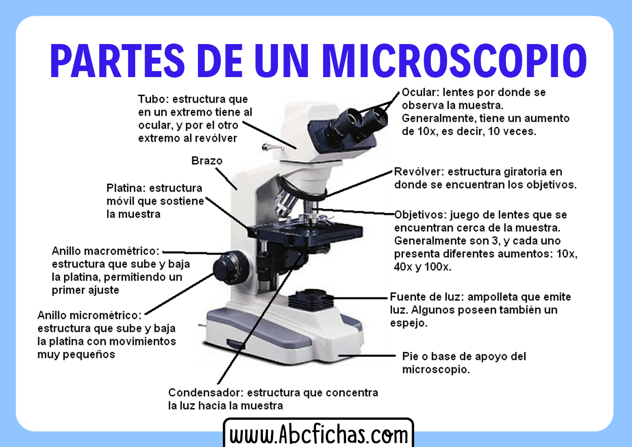 Para que sirve un microscopio optico