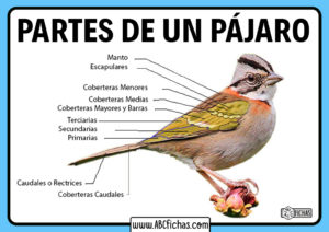 Partes de un pajaro