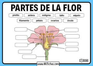 Partes de una flor sin nombres para rellenar