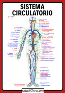 Partes del aparato circulatorio humano