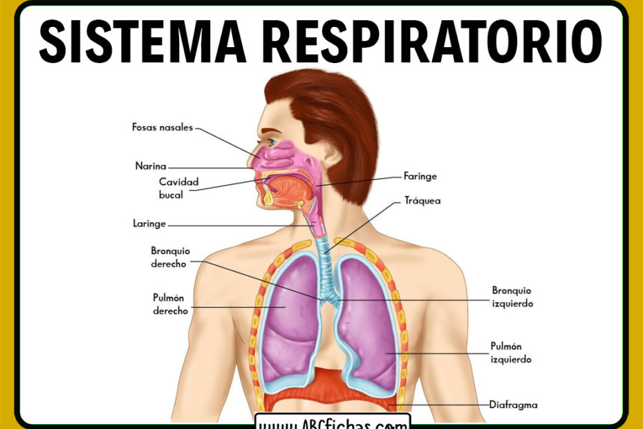 Partes del aparato respiratorio