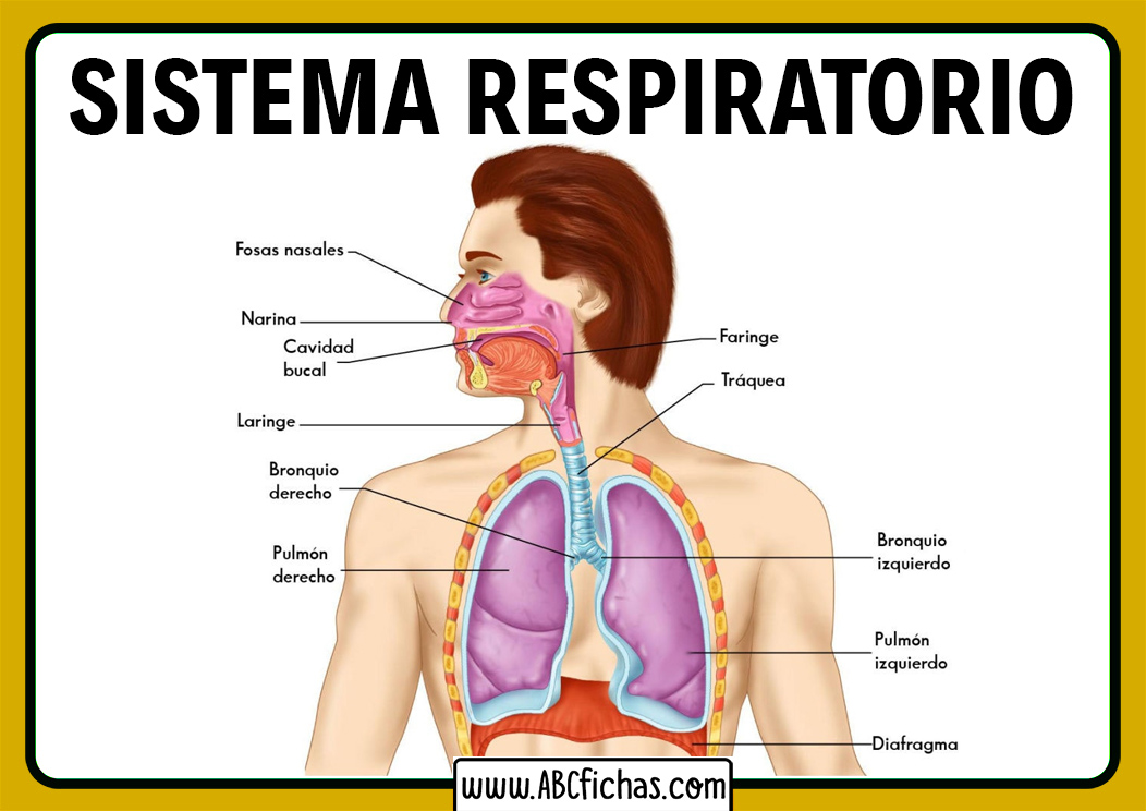 Cuál es su función del aparato respiratorio