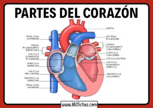 Partes del corazon