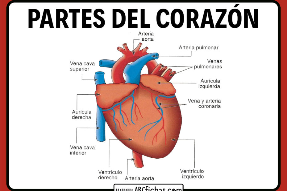 Partes del corazon y sus nombres