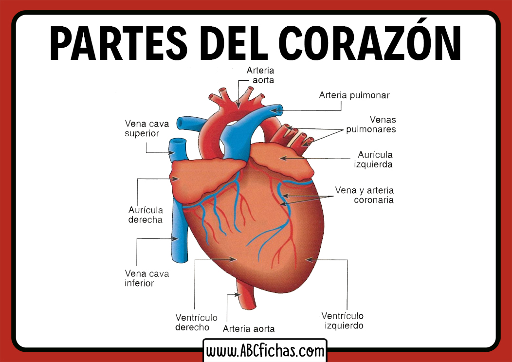 Dibujo partes del corazon