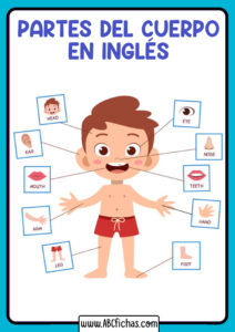 Partes del cuerpo humano en ingles para niños