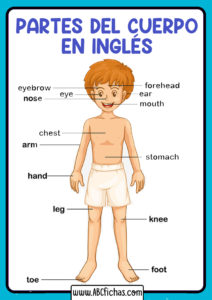 Partes del cuerpo en ingles