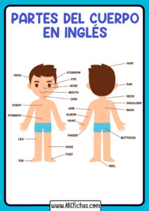 Partes del cuerpo en ingles para niños