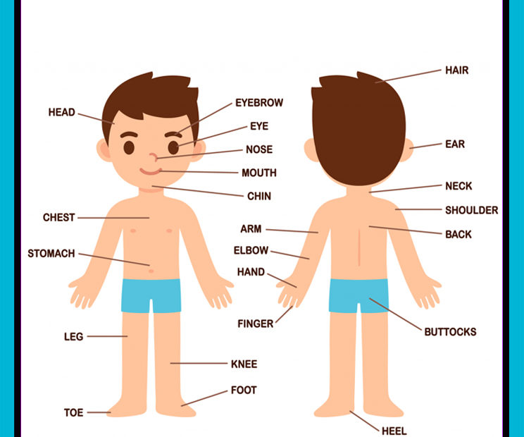 Partes del cuerpo en ingles para niños