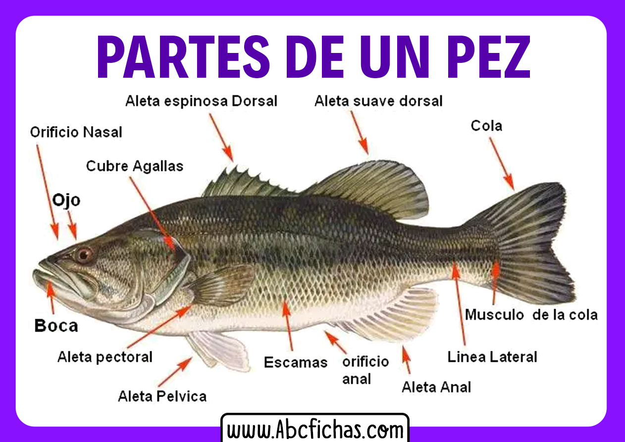 Partes del pez