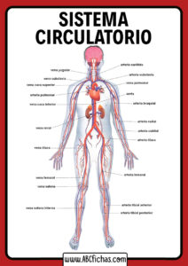 Partes del sistema circulatorio