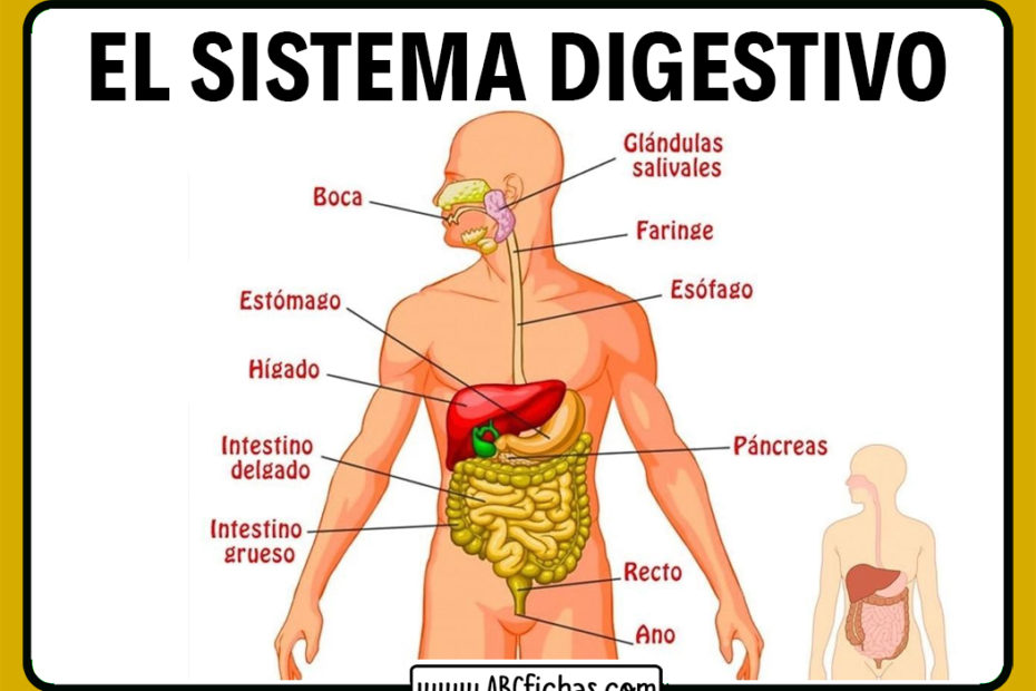 Partes del sistema digestivo