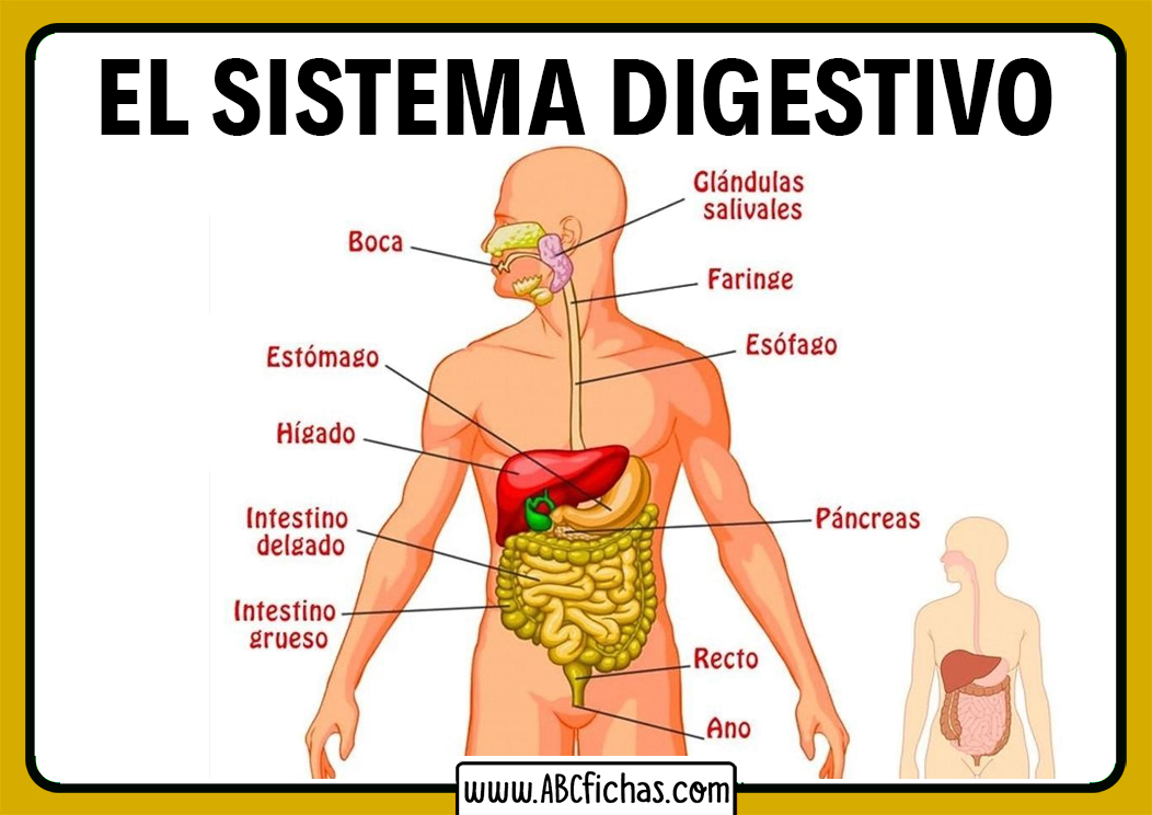 Psra sdelgazar hay wue entrar el cuerpo en eztado cetosi