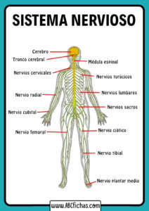 Partes del sistema nervioso