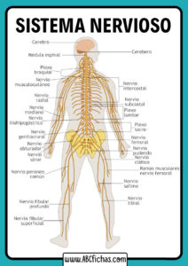 Partes del sistema nervioso humano