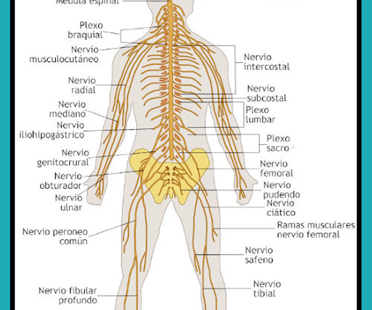 Partes del sistema nervioso humano