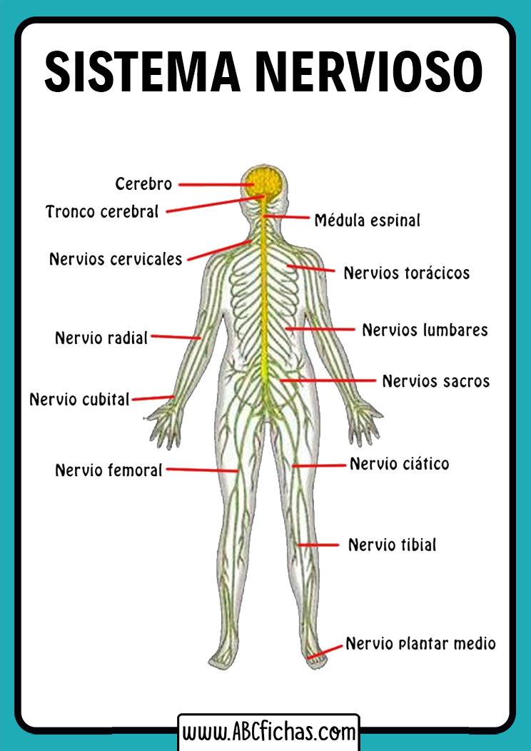 Partes del sistema nervioso