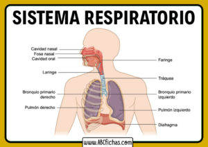 Partes del sistema respiratorio