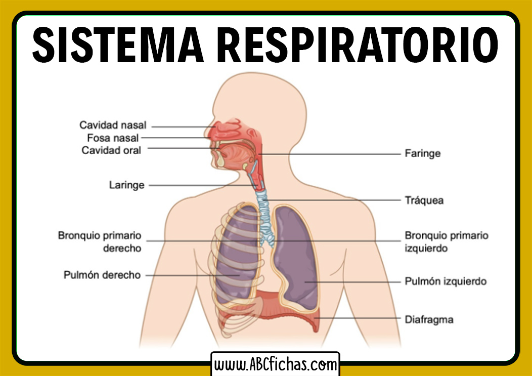 Como hacer un aparato respiratorio casero