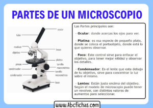 Partes principales de un microscopio