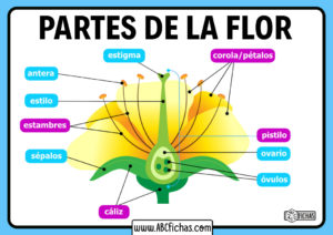 Que partes forman una flor