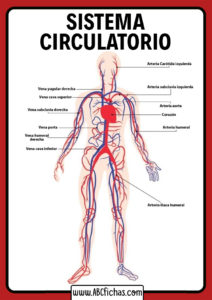 Sistema circulatorio humano