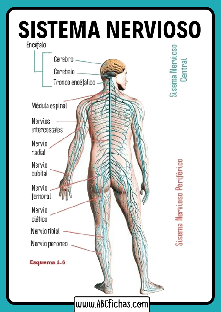 Sistema nervioso central y periferico