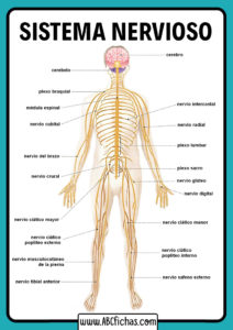 Sistema nervioso humano