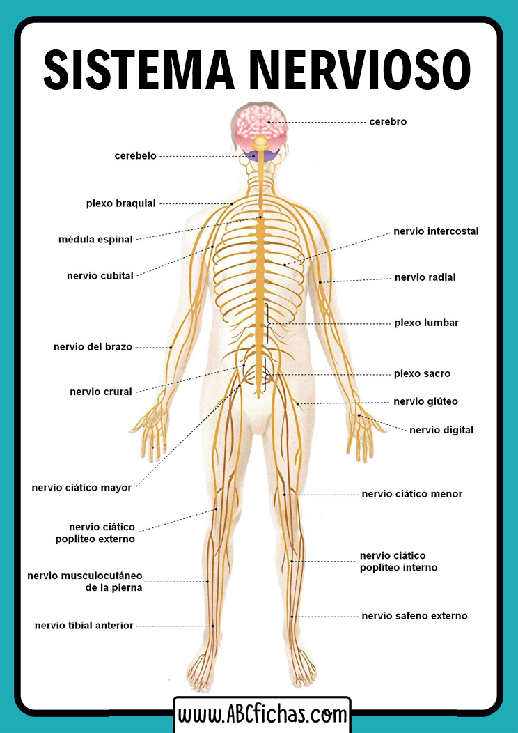 Sistema nervioso humano