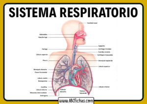 Sistema respiratorio humano