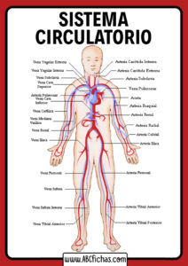 Sistema o aparato circulatorio partes