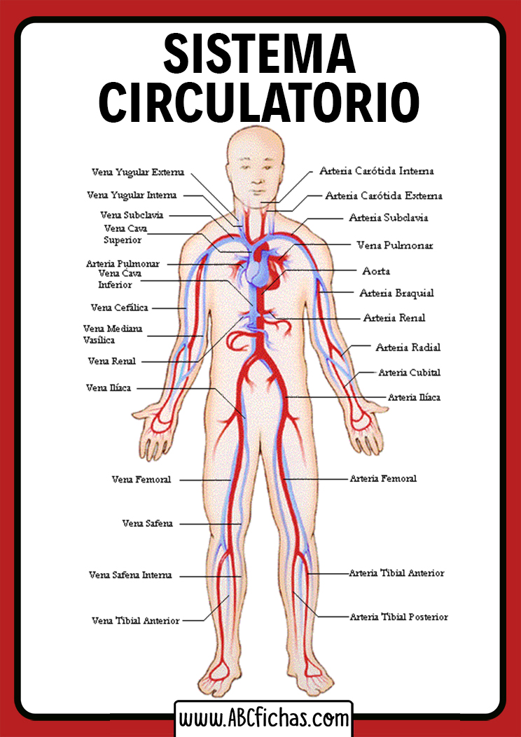 Sistema o aparato circulatorio partes