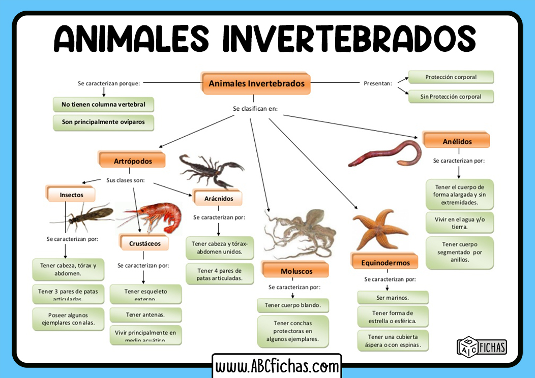 Tipos de animales invertebrados