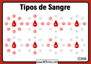 Tipos de grupos sanguineos