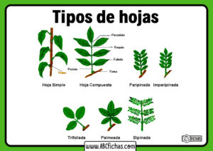 Tipos de hojas de plantas