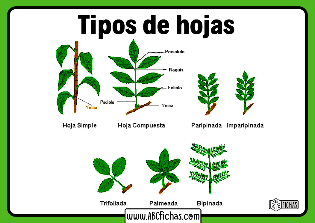 Las Plantas Y Las Hojas ABC Fichas