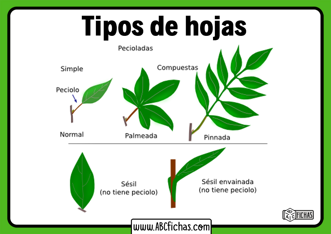 Tipos de hojas