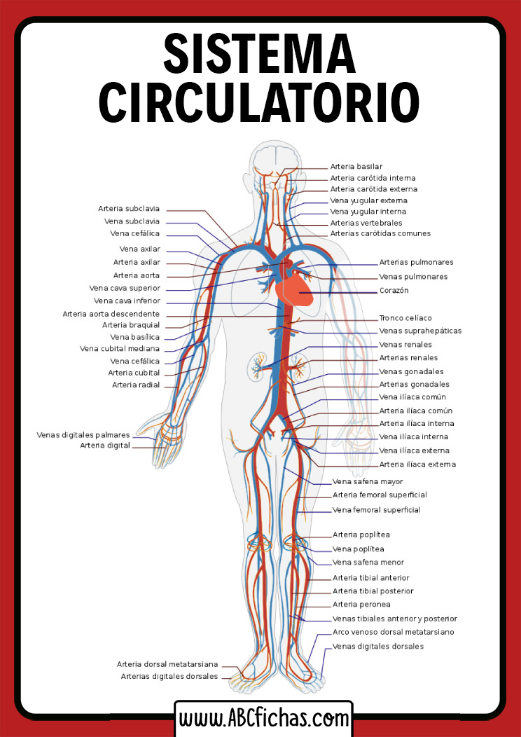 Venas y arterias del cuerpo humano