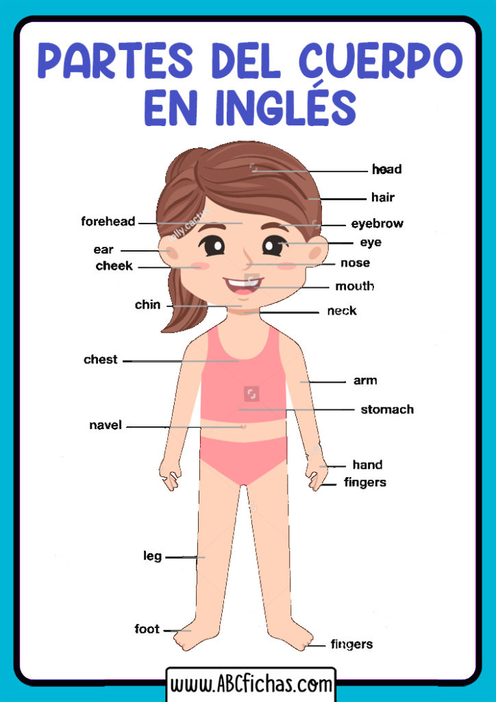 Vocabulario de Las Partes del Cuerpo en Inglés Vocabulario de Las Partes del Cuerpo en Inglés