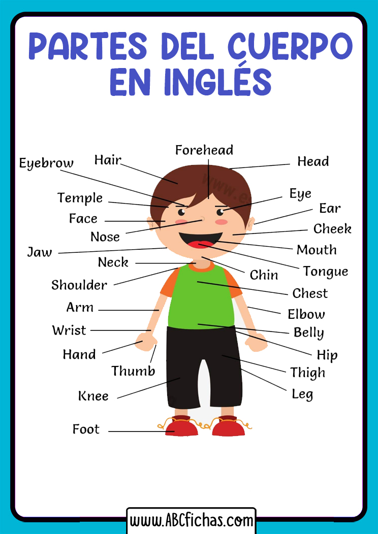 Vocabulario Partes Del Cuerpo Ingles ABC Fichas