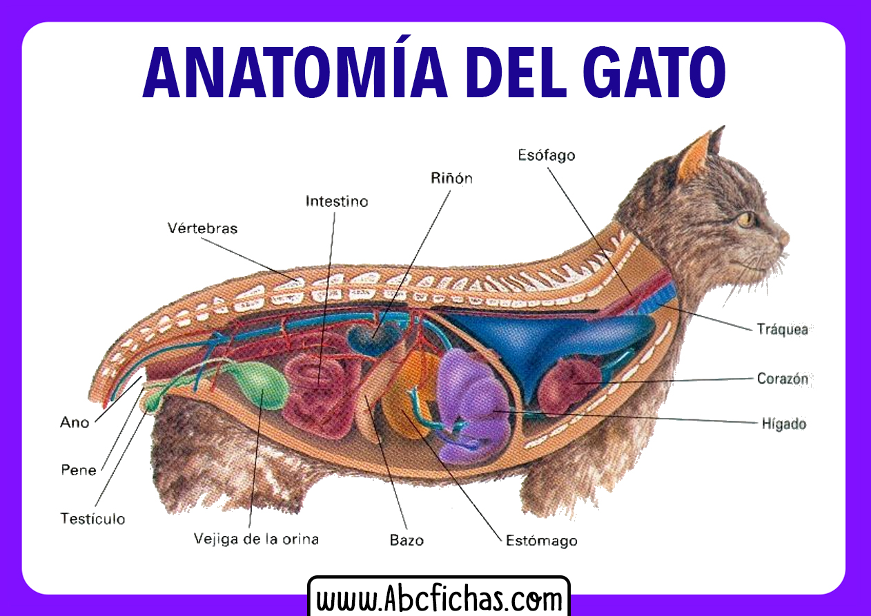 Anatomia interna de un gato
