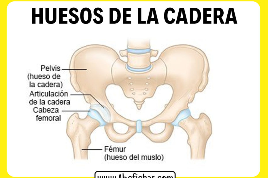 Anatomia de la cadera